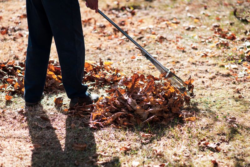 Lawn Raking and Collection